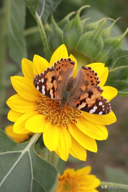 老伴过世8年75岁阿姨坦言，一个人日子看似孤独寂寞，其实也踏实