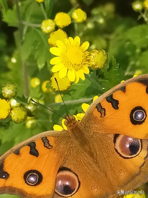晚年重获新生_75岁独居生活_女明星晚年孤独